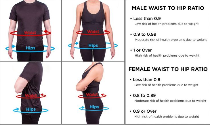 Measure of Waist-To-Hip Ratio – Latest and Useful Research 2022