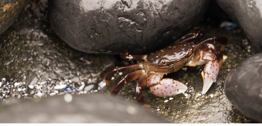 Dangers of Crustacean Seafood – Latest and Useful Research 2022